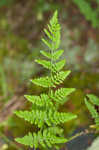 Hairy lipfern